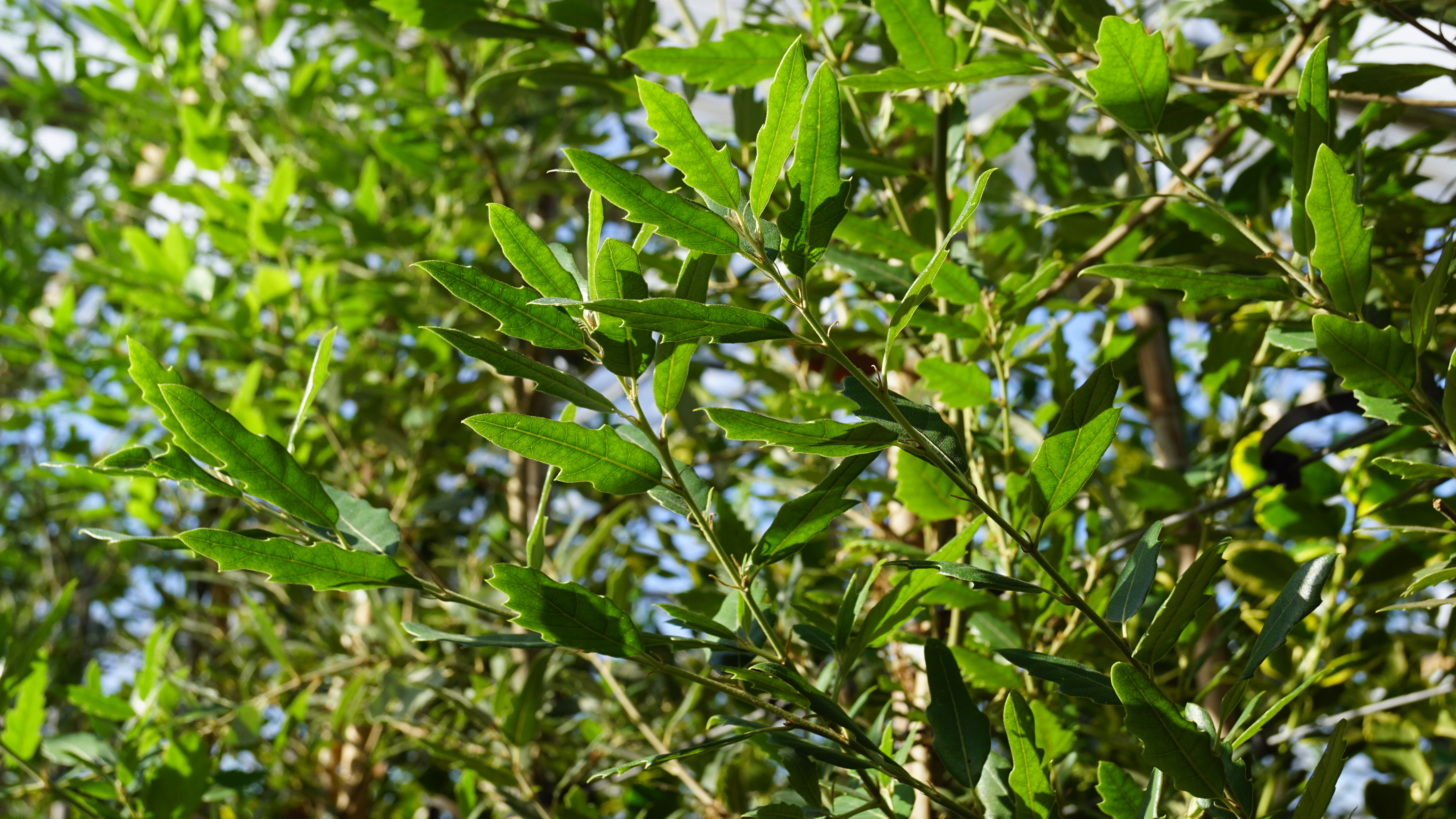 Quercus hispanica 'Waasland' (1)